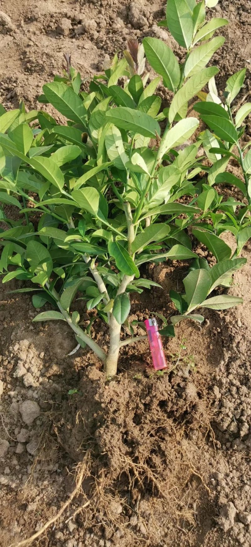 【佛手】金佛手盆栽地栽佛手大苗室内外观果植物佛手树苗包邮