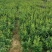 【佛手】金佛手盆栽地栽佛手大苗室内外观果植物佛手树苗包邮