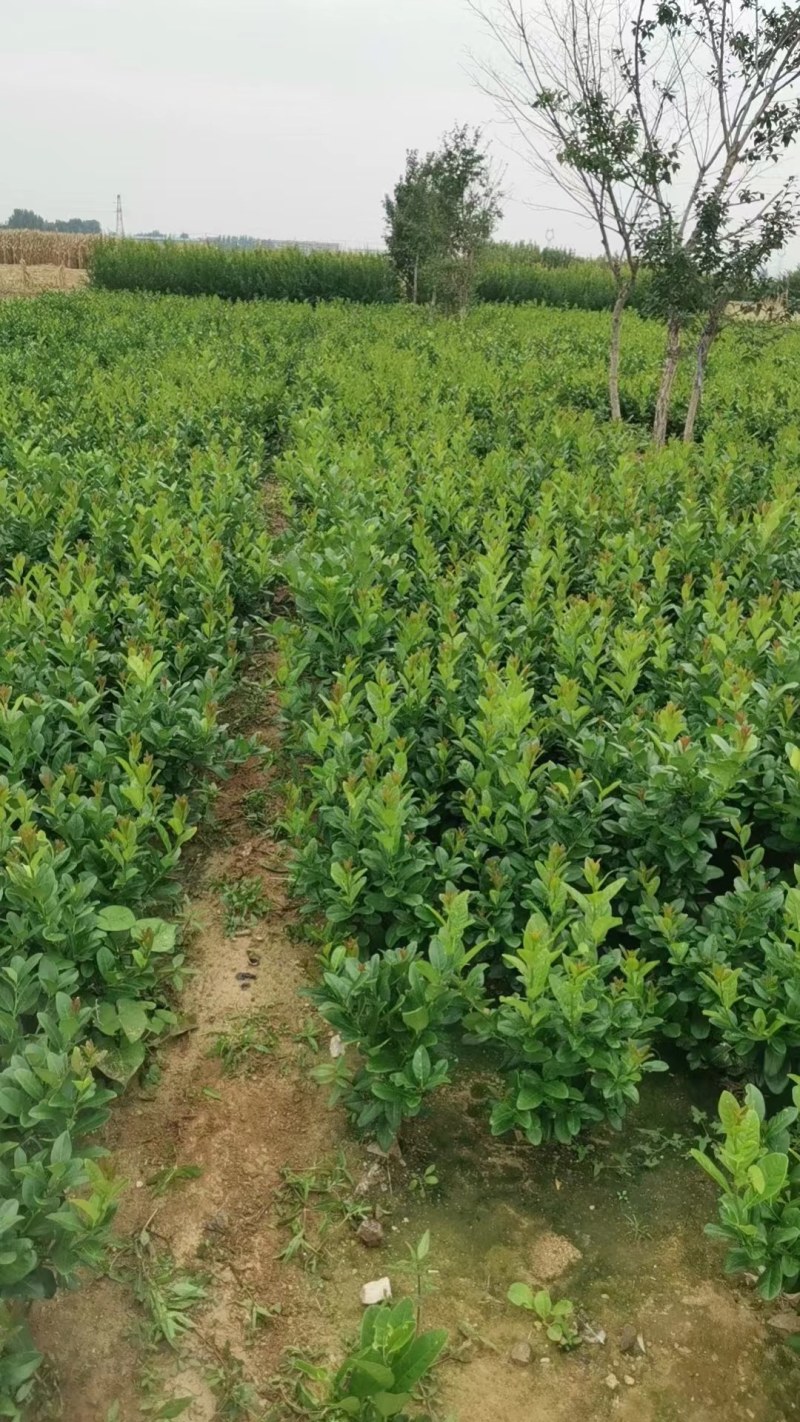 【佛手】金佛手盆栽地栽佛手大苗室内外观果植物佛手树苗包邮
