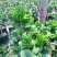 【佛手】金佛手盆栽地栽佛手大苗室内外观果植物佛手树苗包邮