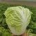 夏阳鸡腿白菜大量供应欢迎一亩田