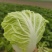 夏阳鸡腿白菜大量供应欢迎一亩田