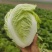 夏阳鸡腿白菜大量供应欢迎一亩田