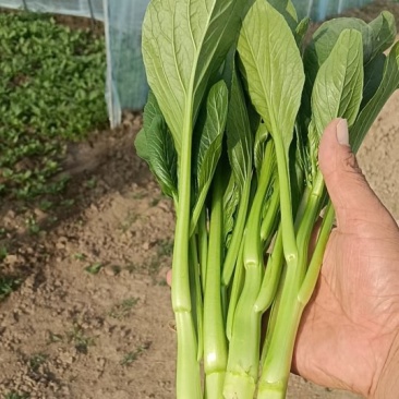 江苏南通长年种植基地大量供应全国广东菜心，