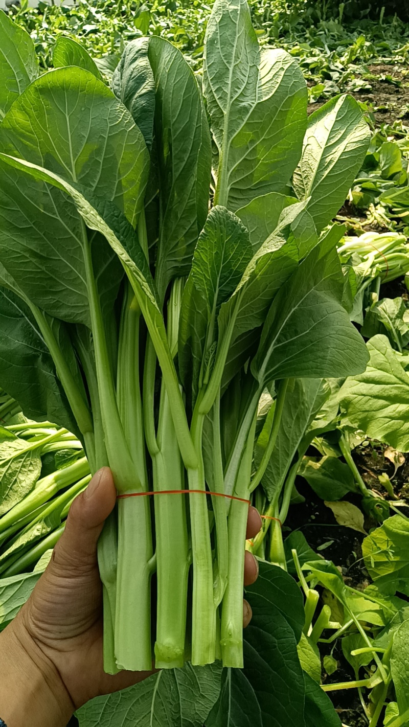 江苏南通长年种植基地大量供应全国广东菜心，