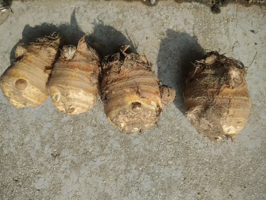 调味后的毛芋头平铺在锡纸上