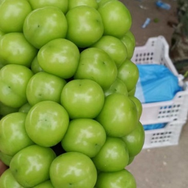 阳光玫瑰