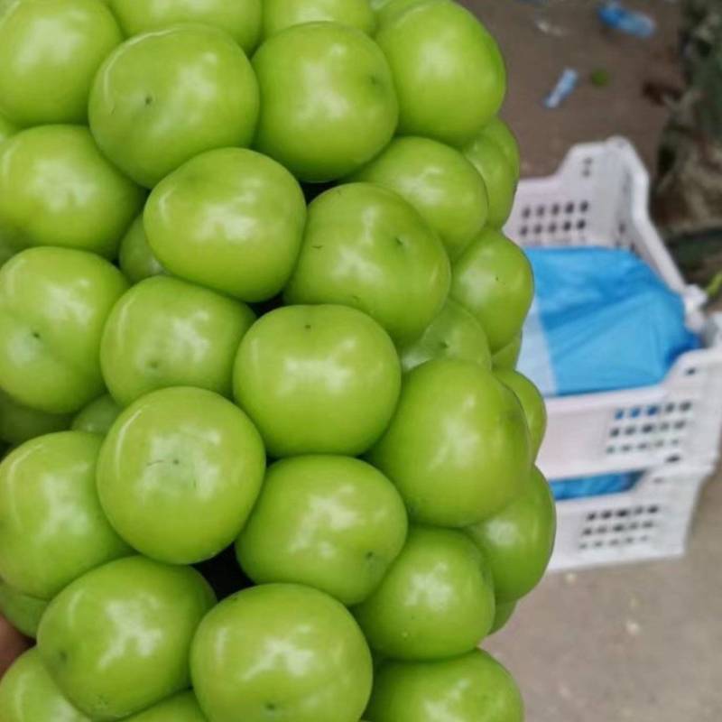阳光玫瑰