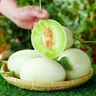 玉菇甜瓜社区团购，电商一件代发，档口，市场。