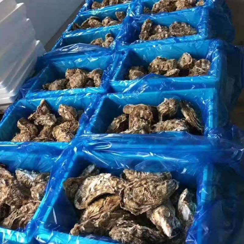生蚝加工批发