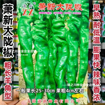 高产大果香辣陇椒种子萧新大陇椒种子薄皮螺丝椒种籽抗病辣椒