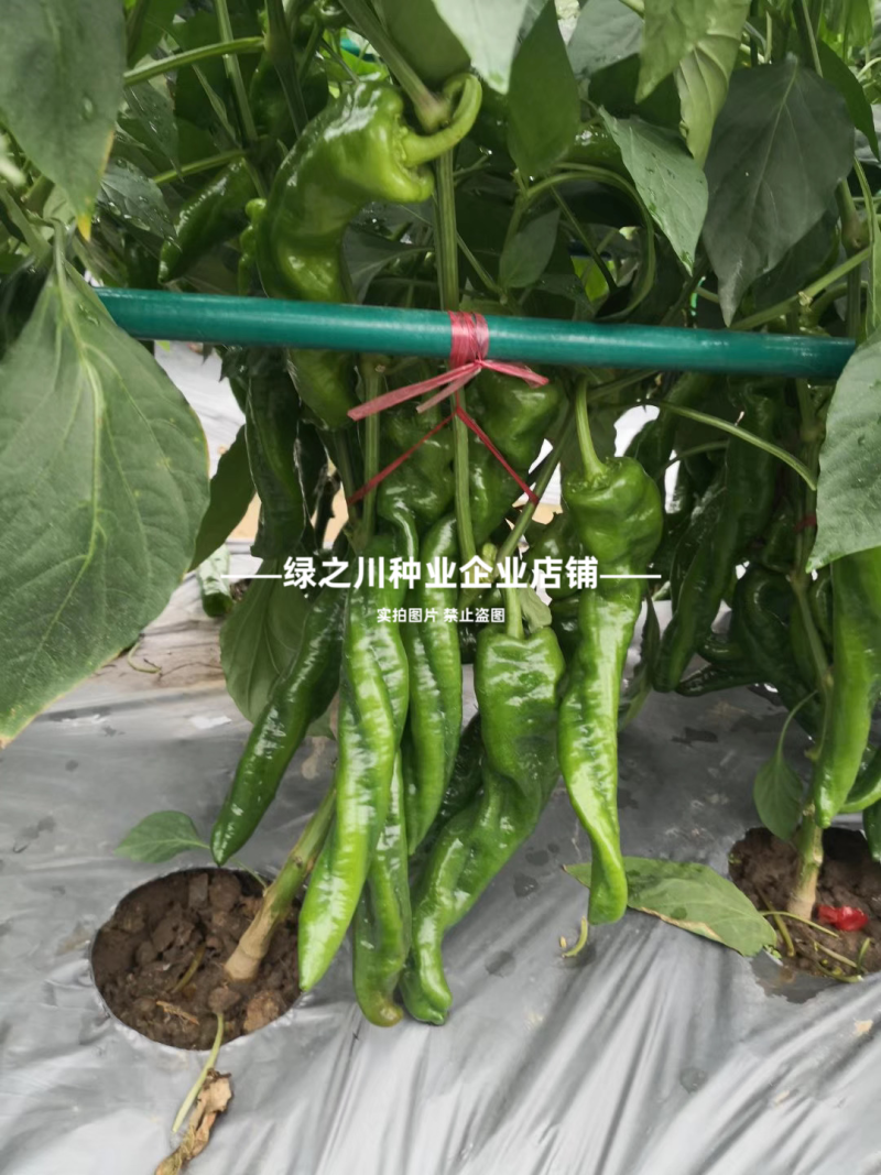 高产大果香辣陇椒种子萧新大陇椒种子薄皮螺丝椒种籽抗病辣椒