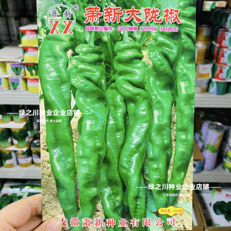 高产大果香辣陇椒种子萧新大陇椒种子薄皮螺丝椒种籽抗病辣椒