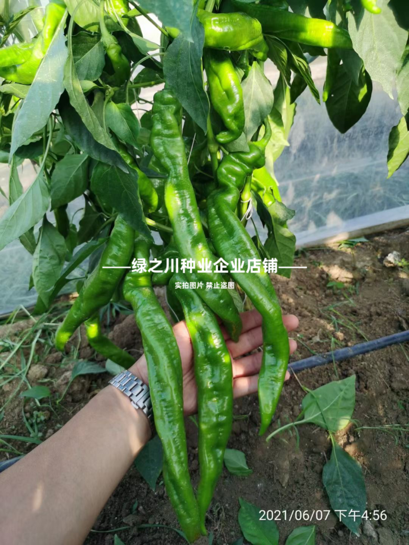高产大果香辣陇椒种子萧新大陇椒种子薄皮螺丝椒种籽抗病辣椒