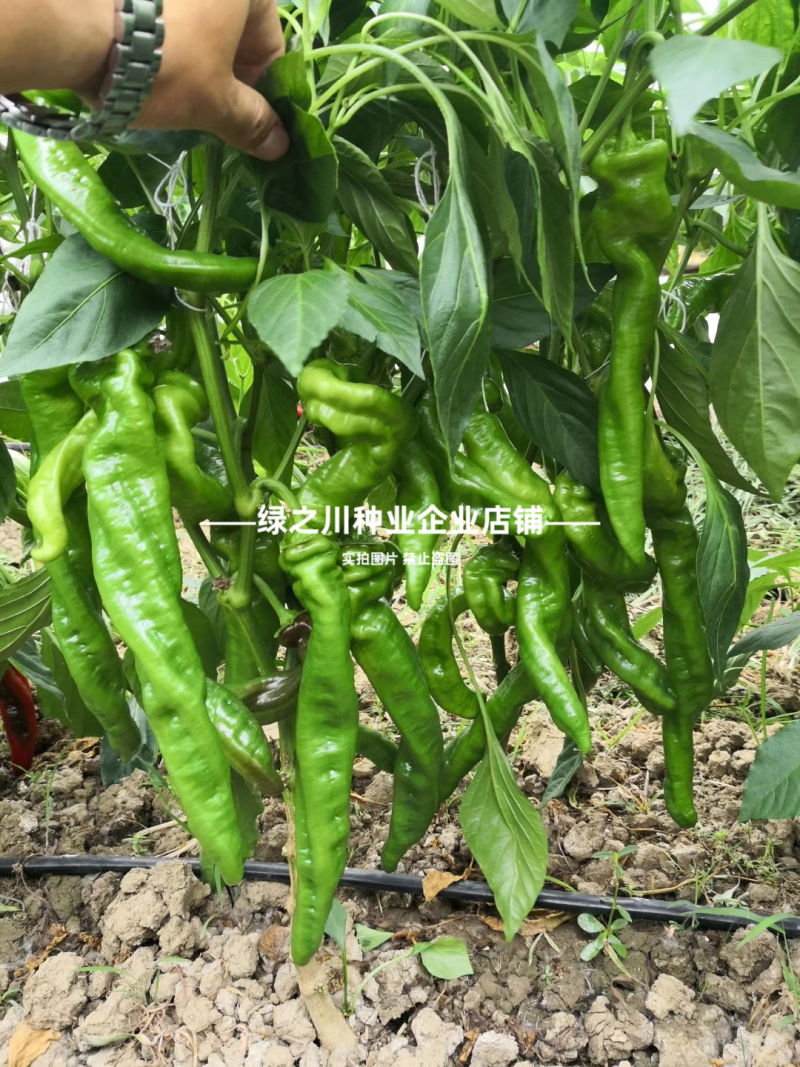 高产大果香辣陇椒种子萧新大陇椒种子薄皮螺丝椒种籽抗病辣椒
