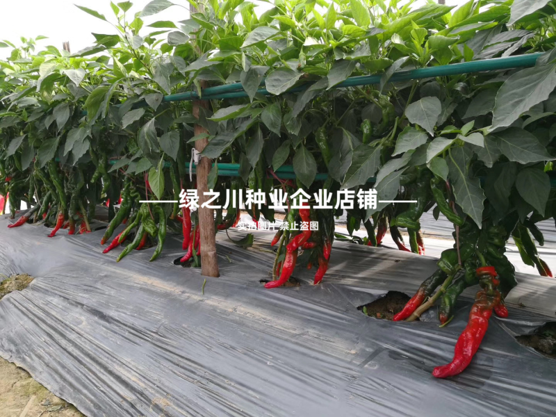 高产大果香辣陇椒种子萧新大陇椒种子薄皮螺丝椒种籽抗病辣椒