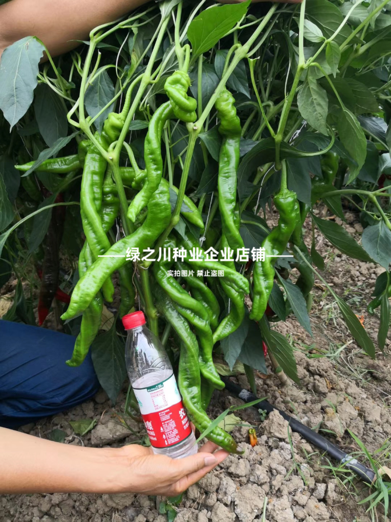 高产大果香辣陇椒种子萧新大陇椒种子薄皮螺丝椒种籽抗病辣椒