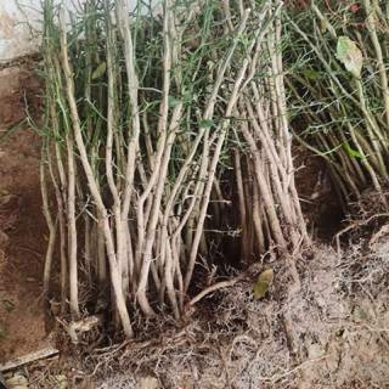 积壳苗，地径0.5以上可嫁接各种柑橘，优质粘木