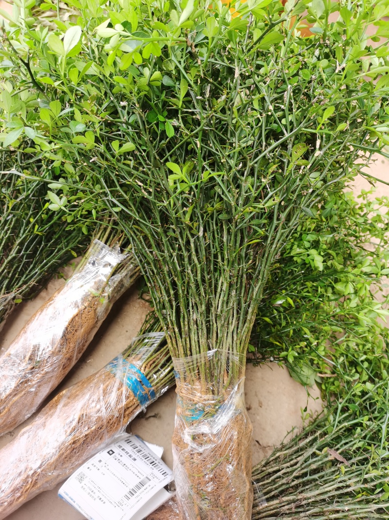 积壳苗，地径0.5以上可嫁接各种柑橘，优质粘木