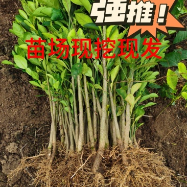 酸柚苗0.3~0.5m0.5~0.8cm