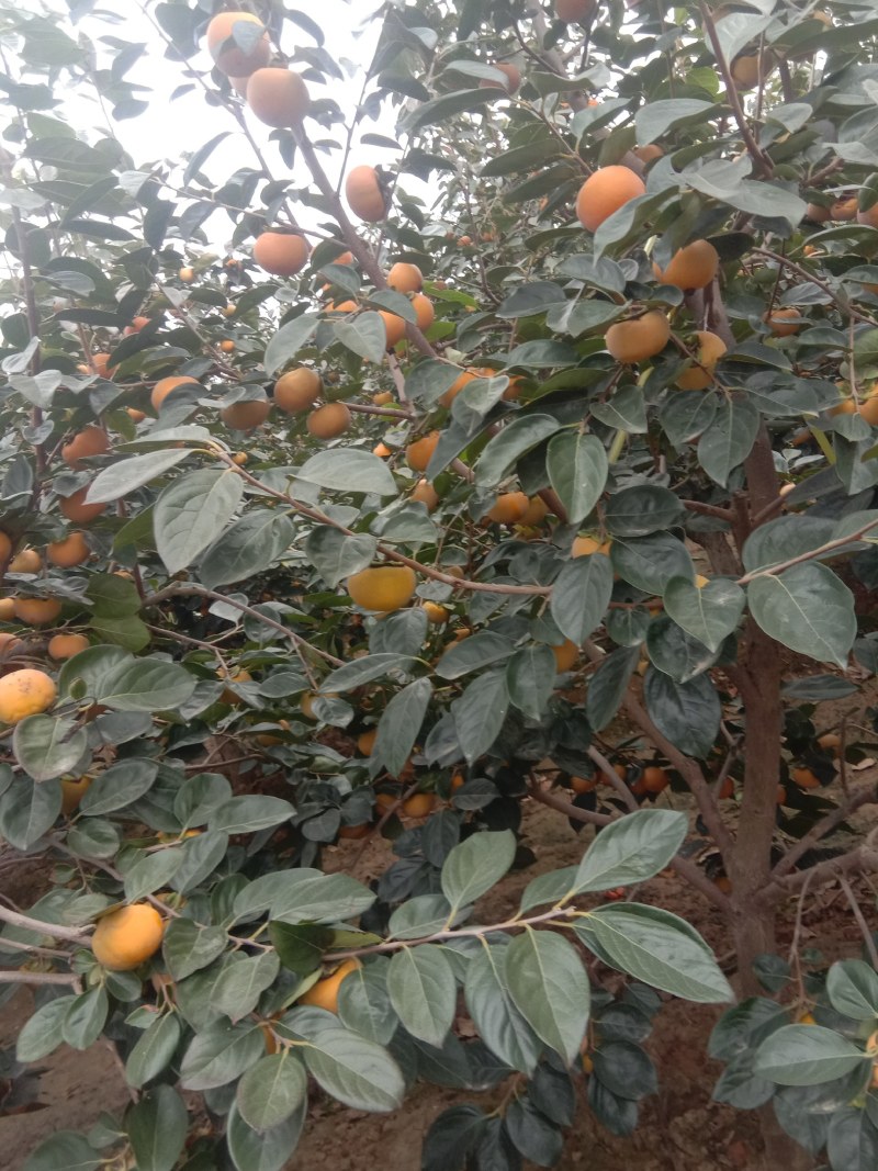 杨丰甜柿