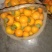 杨丰甜柿