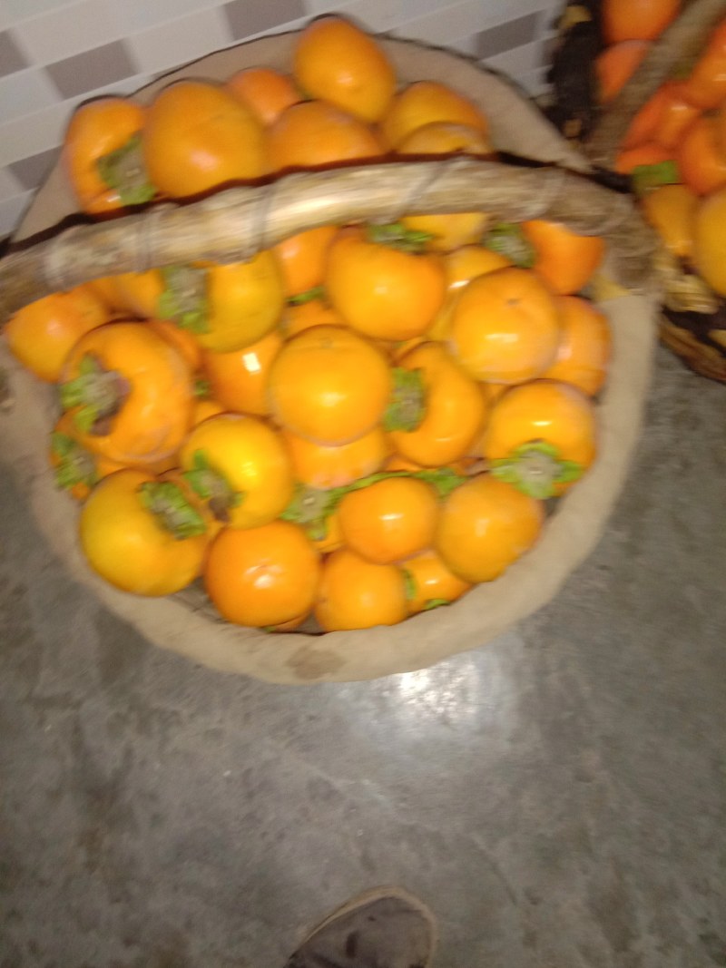 杨丰甜柿