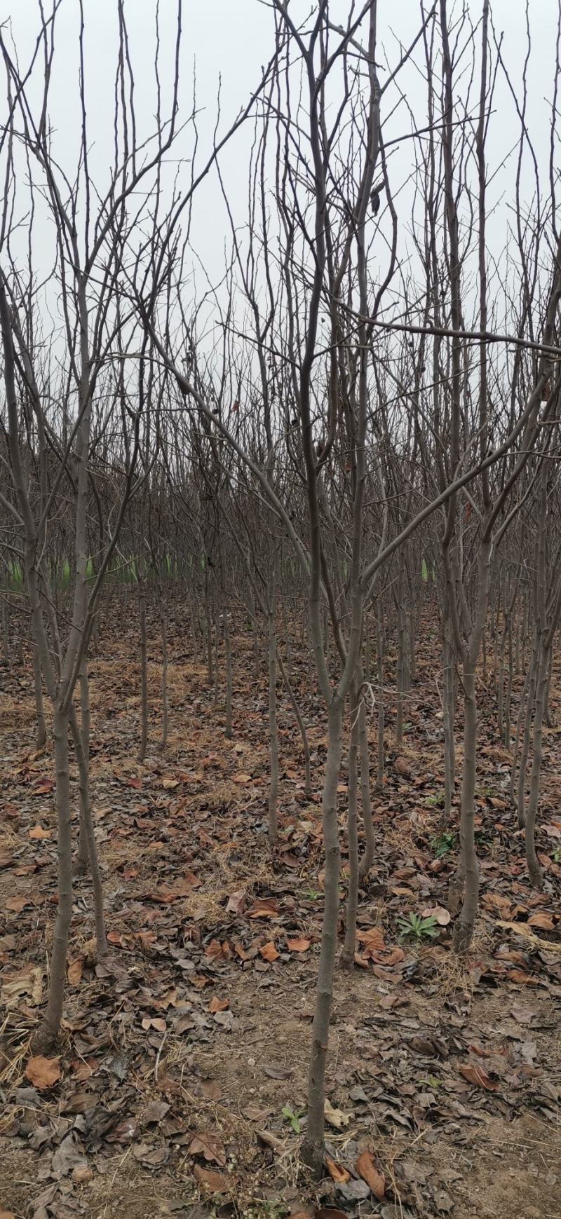 柿子树苗，工地占地建果园各种规格的大量有货，品种齐全