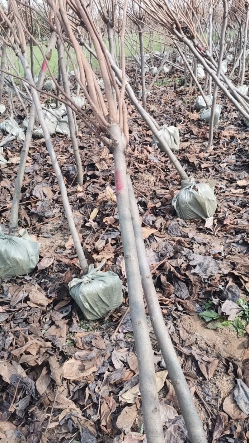 柿子树苗，工地占地建果园各种规格的大量有货，品种齐全