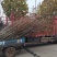 柿子树苗，工地占地建果园各种规格的大量有货，品种齐全