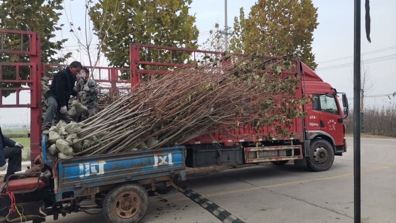 柿子树苗，工地占地建果园各种规格的大量有货，品种齐全