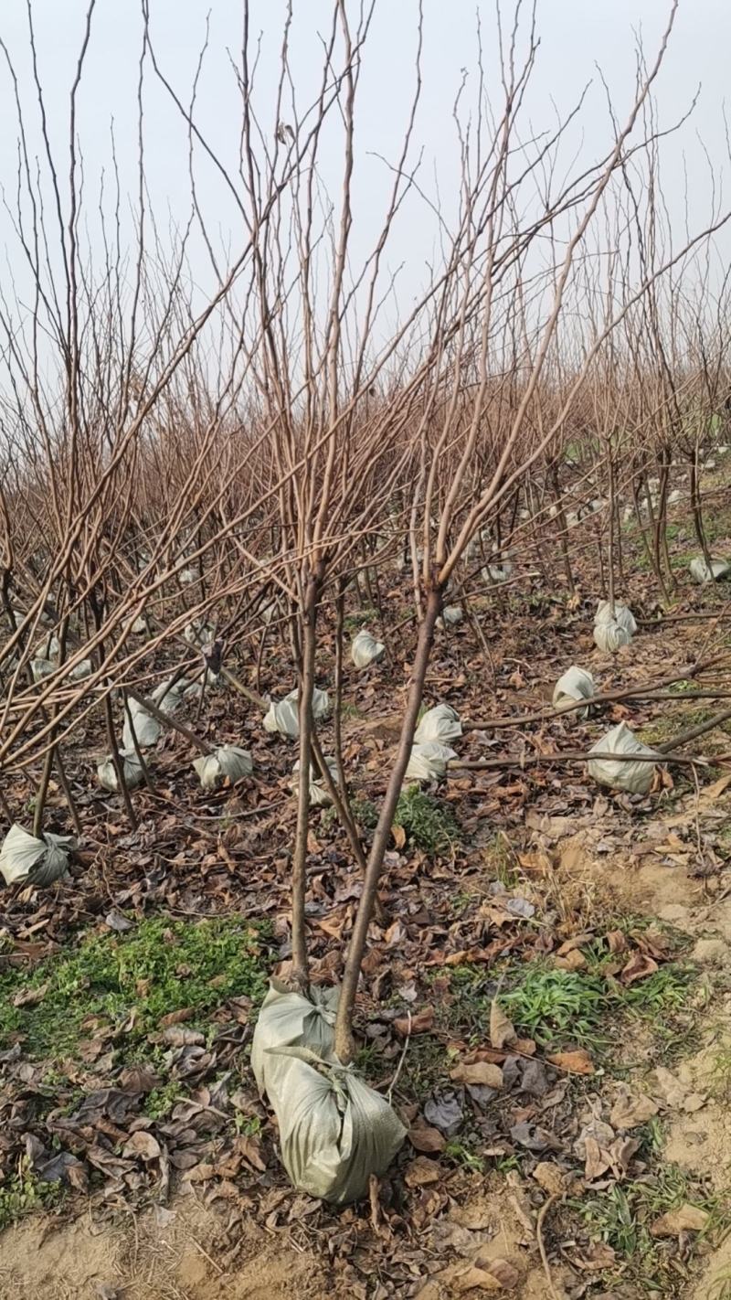 柿子树苗，工地占地建果园各种规格的大量有货，品种齐全
