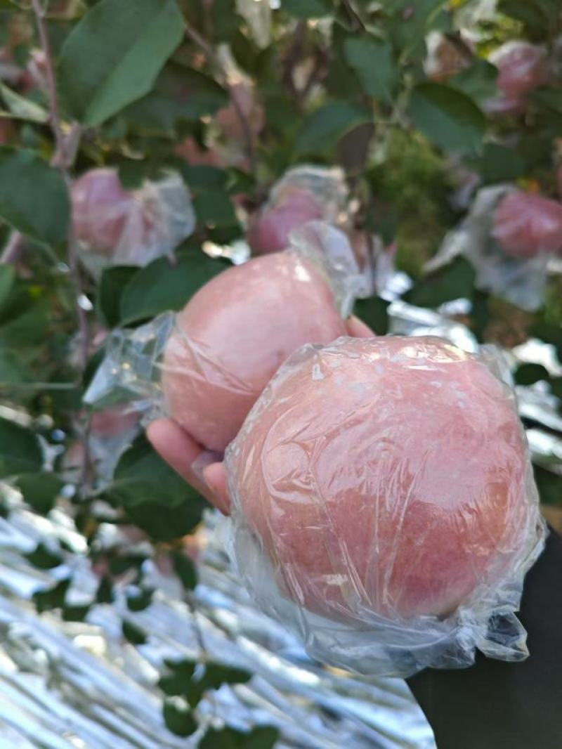 高山下的膜袋儿红富士，一百多万斤货，颜色漂亮，口感保证脆