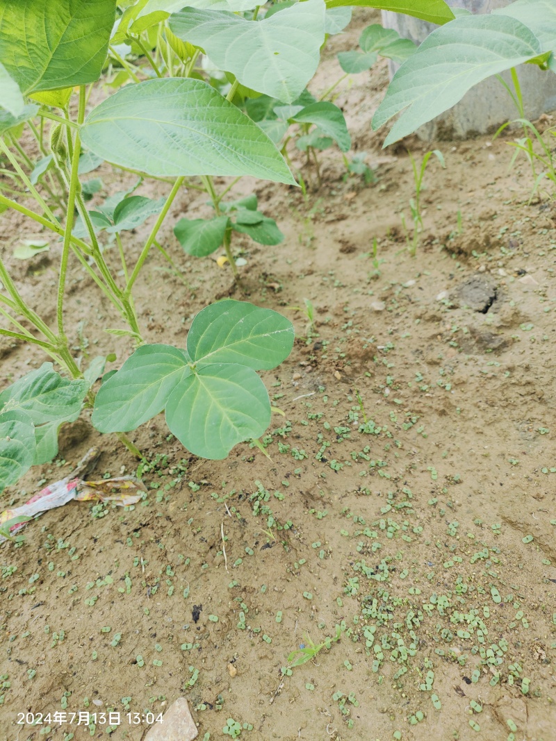 夏枯草种子，特选好品种，穗头大，颗粒饱满，出芽率高夏枯球