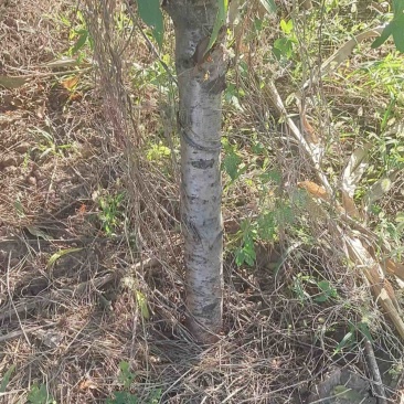 毛桃数