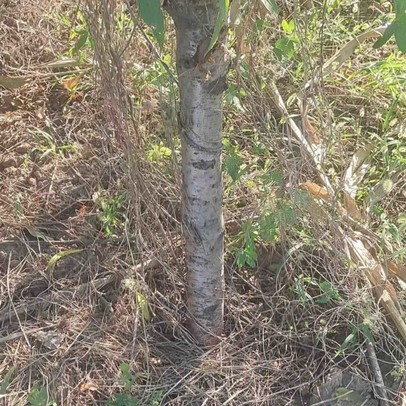 毛桃数