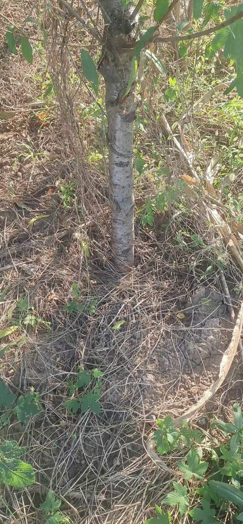 毛桃数