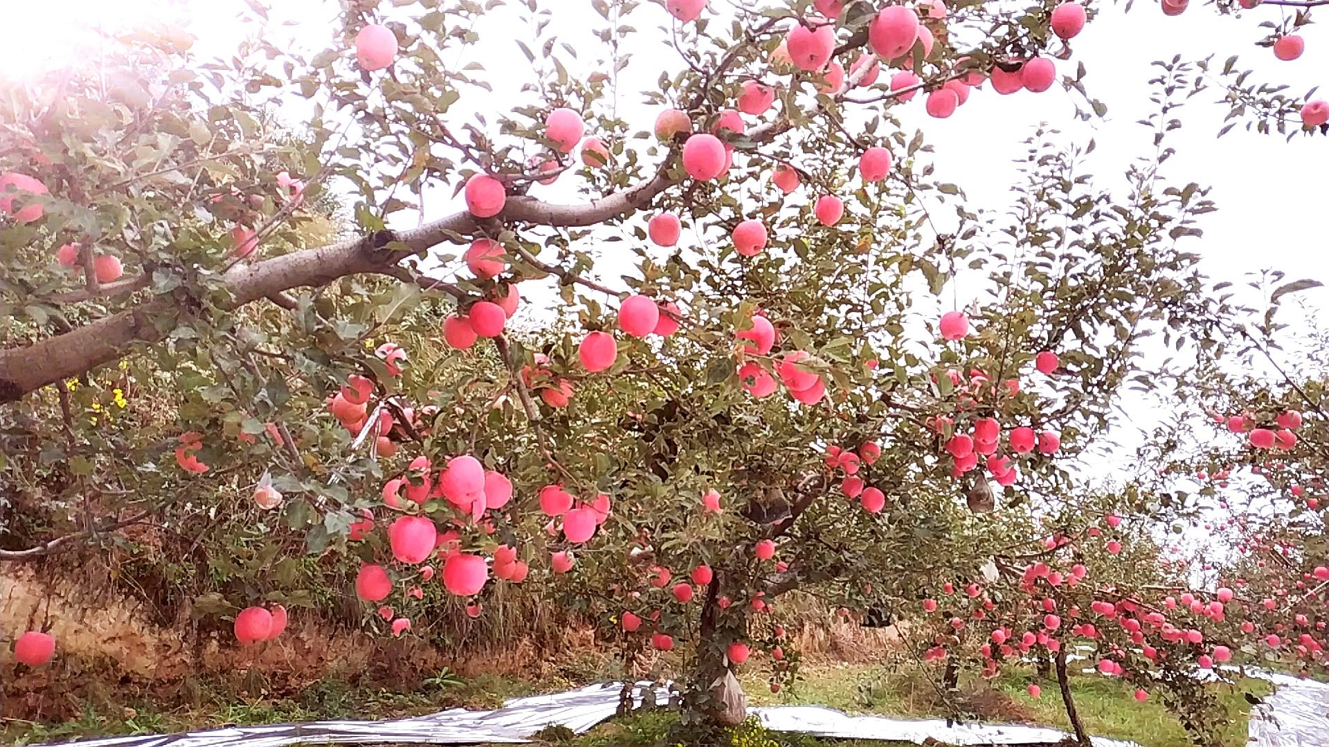中国果园采摘红富士场景