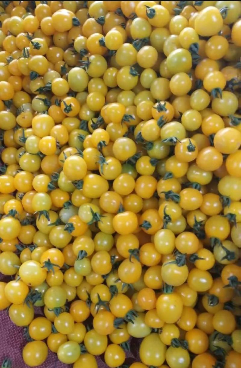 青甜2号小番茄，青霞绿色圣女果，青千喜，好吃极了！