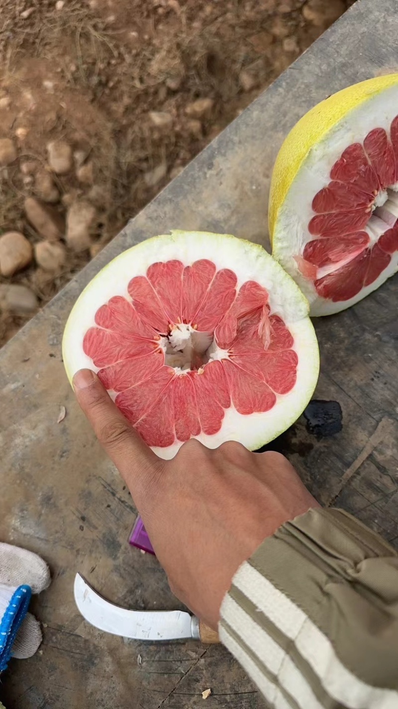 三红柚，红心柚大量上市，对接市场，电商，商超
