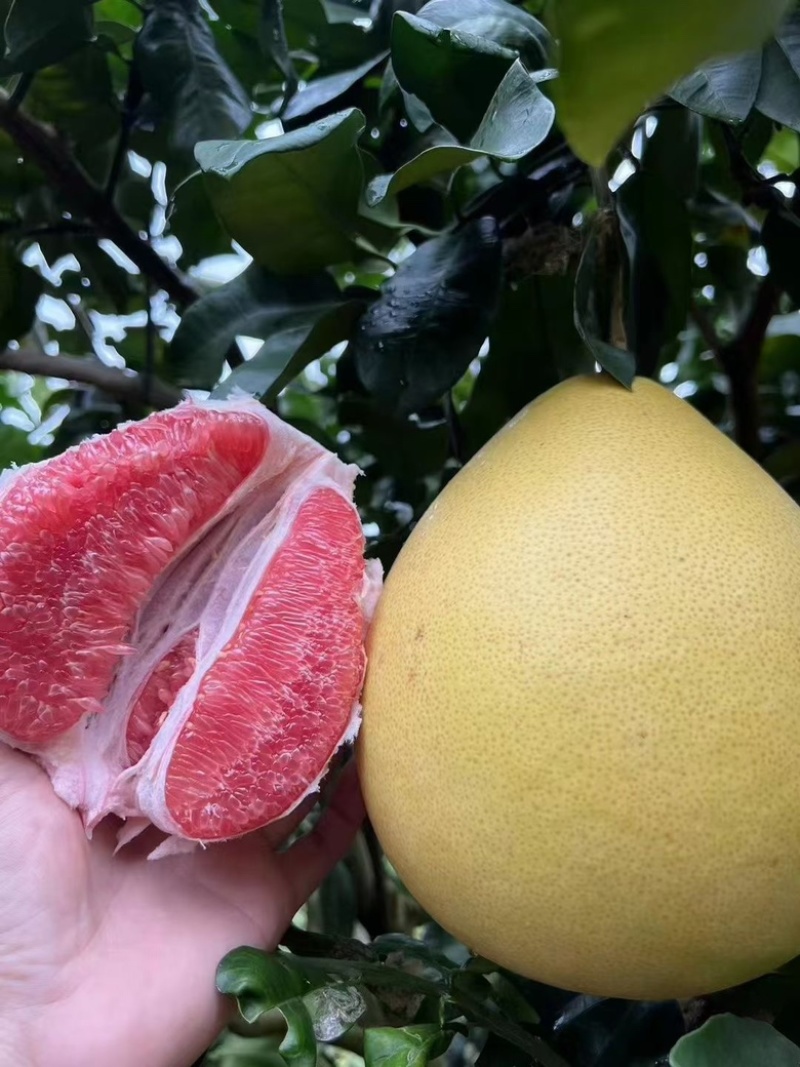 三红柚，红心柚大量上市，对接市场，电商，商超