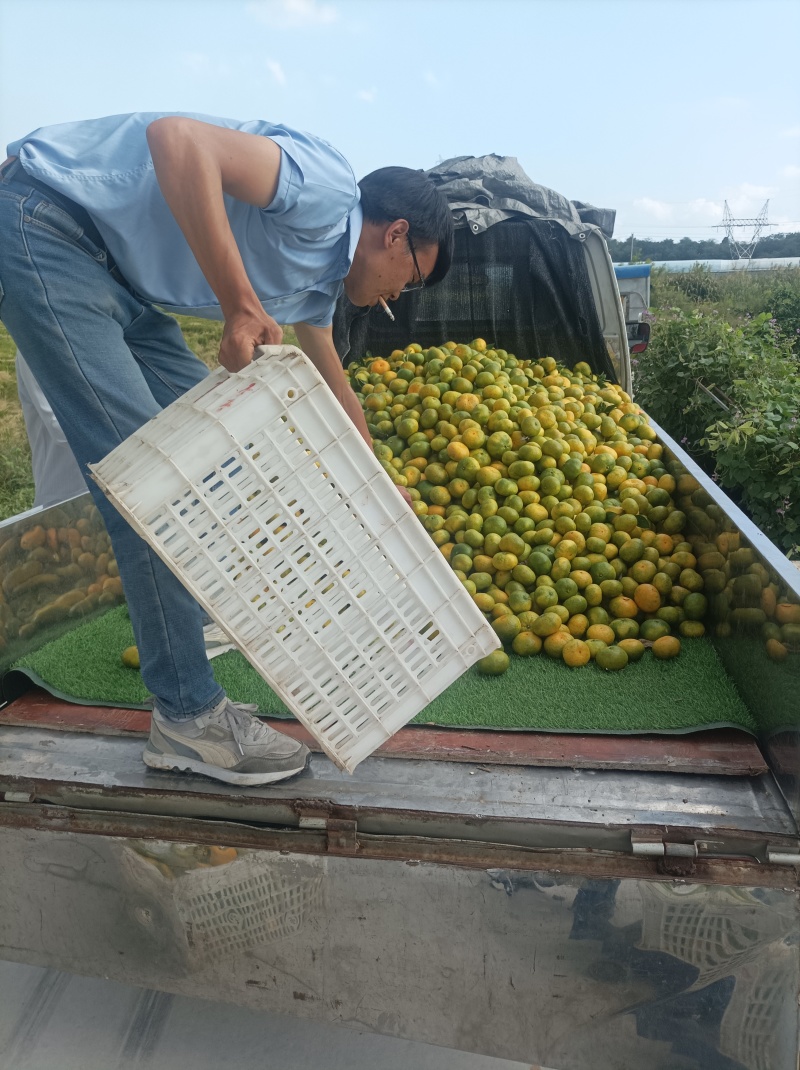 浙江东海岸百万亩柑橘蜜桔基地直供
