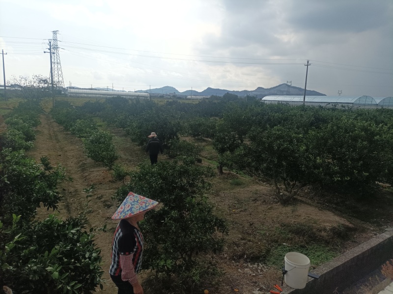 浙江东海岸百万亩柑橘蜜桔基地直供
