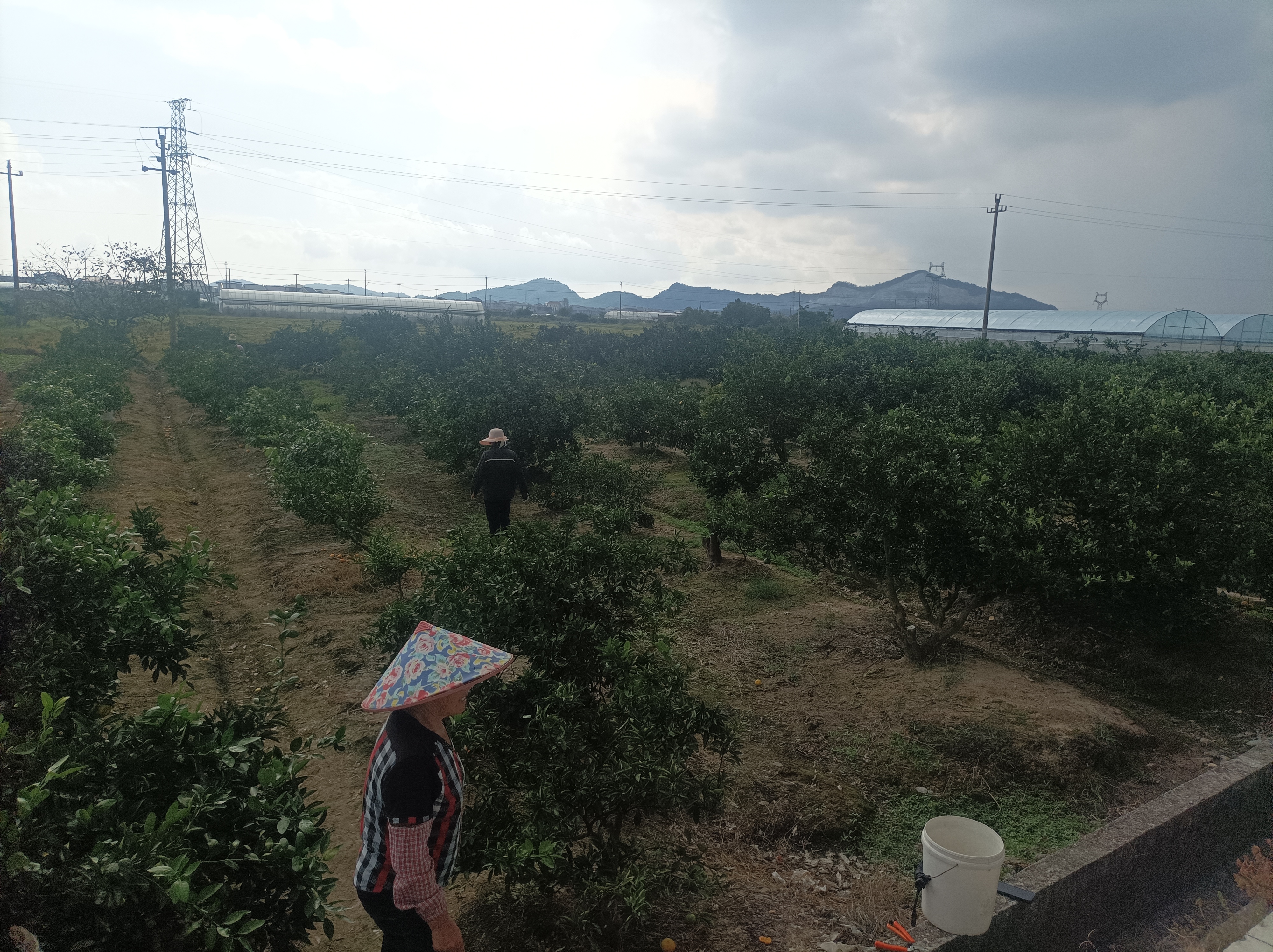 红心蜜柚果园采摘场景