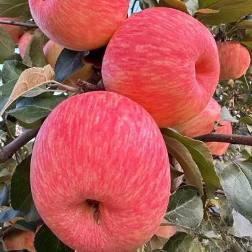 阿克苏苹果