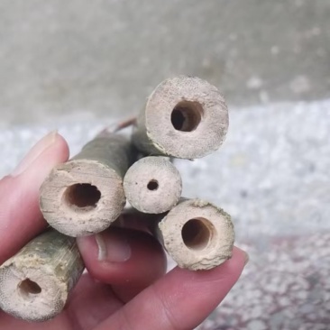 广东菜架竹
