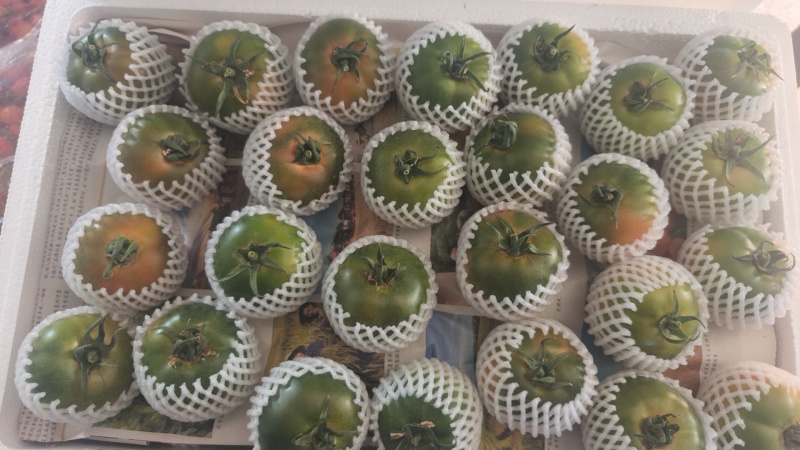 盘锦碱地小柿子