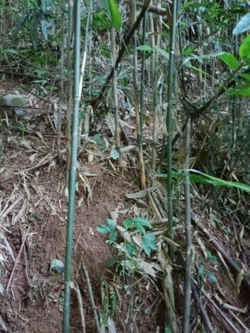 广东菜架竹