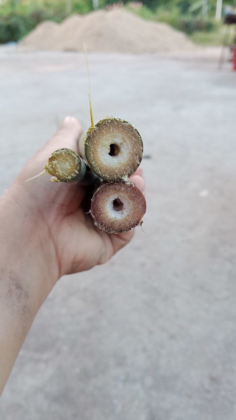 广东菜架竹