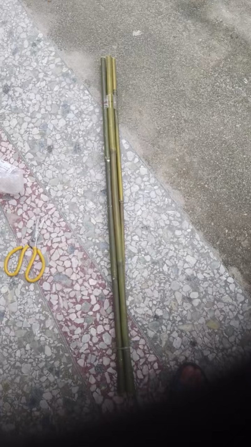 广东菜架竹